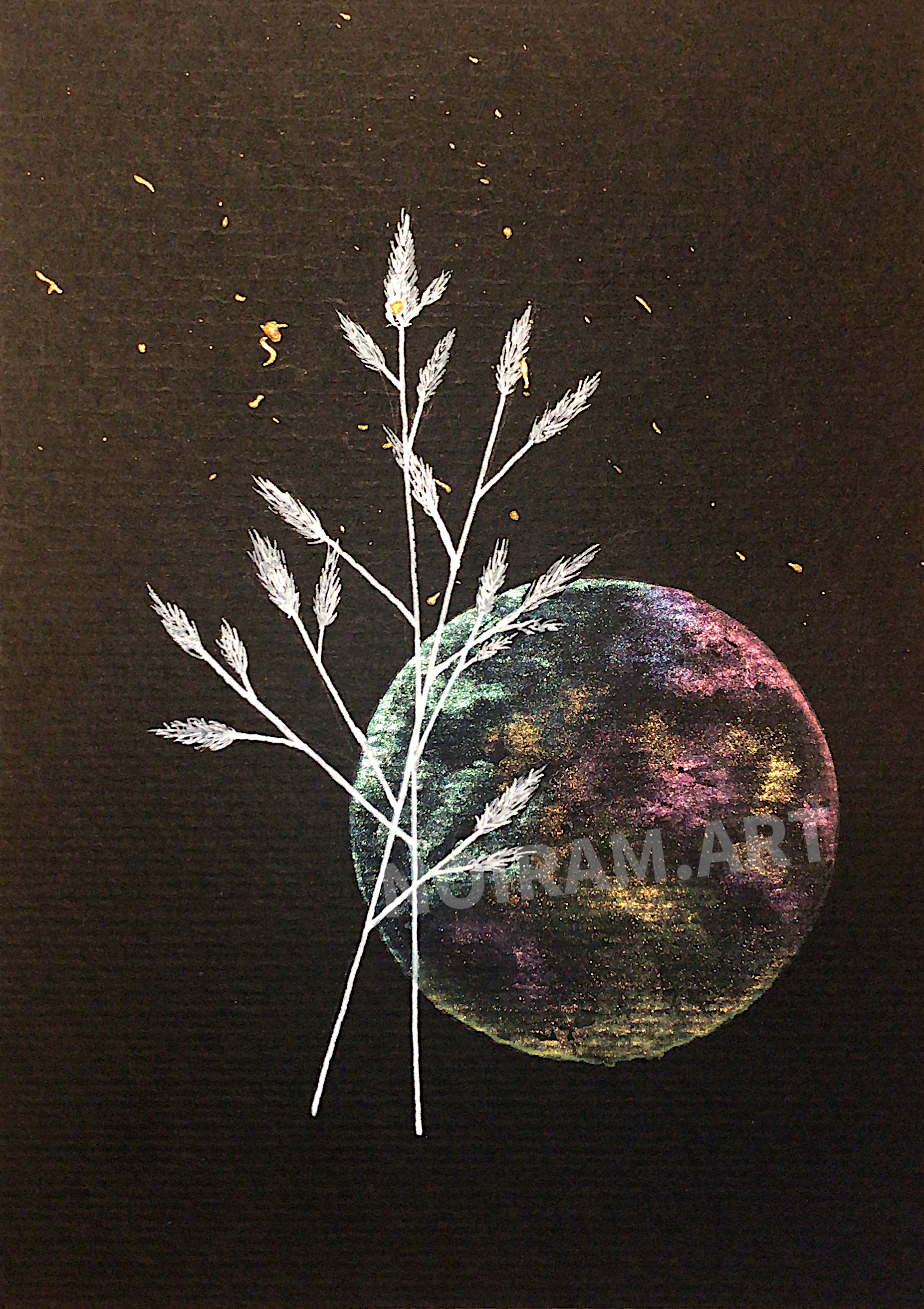 Aquarelle papier noir Echarpe de Vénus mlam noiram marion-lorraine poncet planète plante